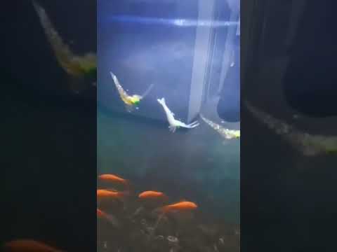 ~子甄彣璟~促銷 特價中 跳跳蝦 軟蝦 路亞餌 魚餌 蝦子 多節蝦 釣魚 仿生餌 路亞餌 假餌 誘餌 擬餌 海釣 釣魚