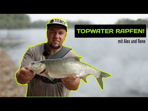 Rapfen angeln im SOMMER || Tipps für krasse TOPWATER ACTION: So fangt ihr sie!!