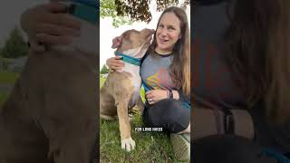 Video preview image #1 American Staffordshire Terrier-Unknown Mix Puppy For Sale in Rochester, NY, USA