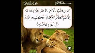 شرح لقوله تعالى مافرطنا في الكتاب من شيء