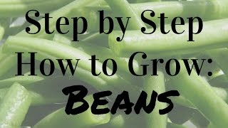 How to Grow Bush & Pole Beans - Complete Growing Guide