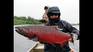 На что клюет чавыча в рыбном месте