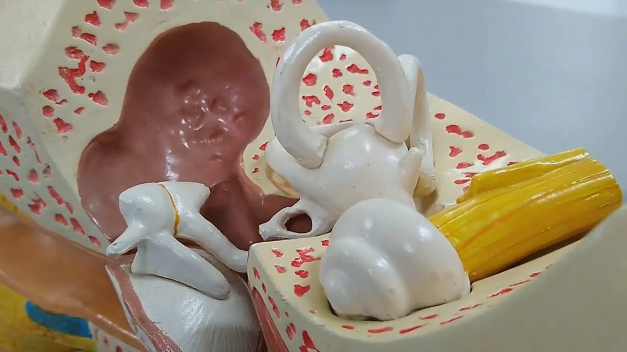 Escuta Essa!!! Anatomia da orelha - Peça sintética