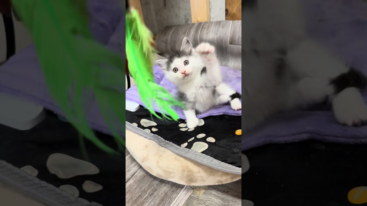 Louis - Sweet and affectionate, a Adoptable Domestic Short Hair in Caledonia, WI video 3/6