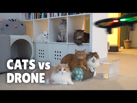 Adorable: Cats vs. Drones