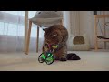 Cats vs Drone | Kittisaurus