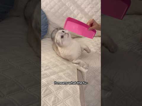 What does WTF mean?? #kikicutekitty #funny #comedy #jokes #scottishfold #relatable