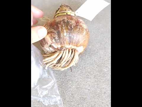 園芸 アマリリス シビスター