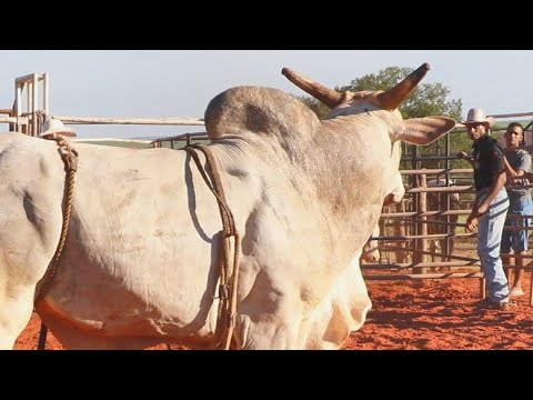 MONTANDO NOS TOUROS DA CIA DE RODEIO BARRETINHO E CIA J.H 2021 - 1º ROUND (TREINO)