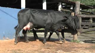 Vídeo 22 - 1ª ETAPA MEGA LIQUIDAÇÃO TOTAL AGROPECUÁRIA MARAJOARA - DIA 4 | GADO GIROLANDO E HOLANDÊS