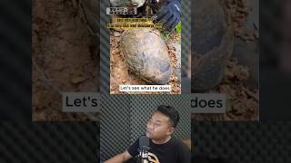 Download lagu BATU TELUR NAGA DITEMUKAN !!! #dragon #shorts #viral #gold #stone mp3