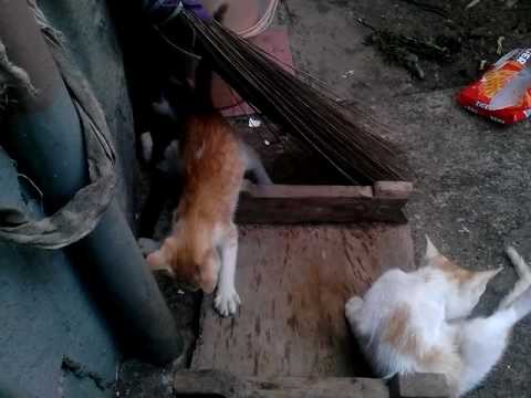 cute kittens18-fight in the morning