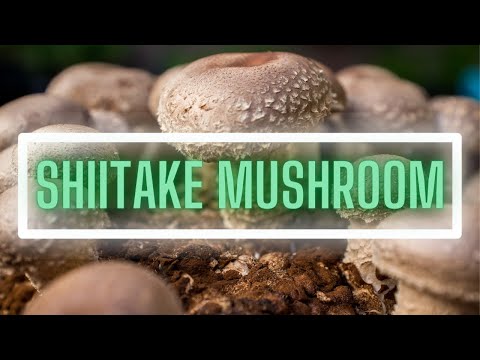 The Beginner's Guide to Shiitake Mushrooms! (Lentinula edodes)