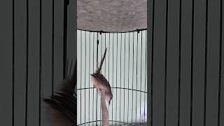 Download lagu Cigun Tarung Gacor#shorts mp3