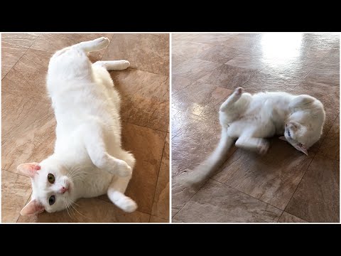 Cat‘s Hilarious Reaction To Its Owner‘s Voice #Shorts