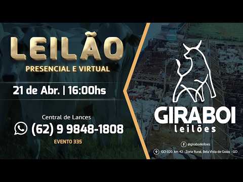 Leilão Gado de Corte - Giraboi Leilões 21/04/2026 Bela Vista de Goiás