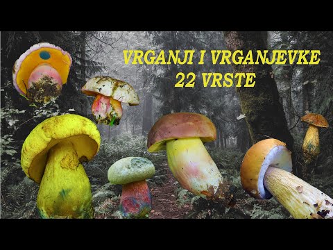 Vrganji i vrganjevke | 22 vrste