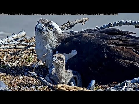 Hellgate Osprey Cam Zooms In On Nestlings Before Fish Delivery – June 21, 2024