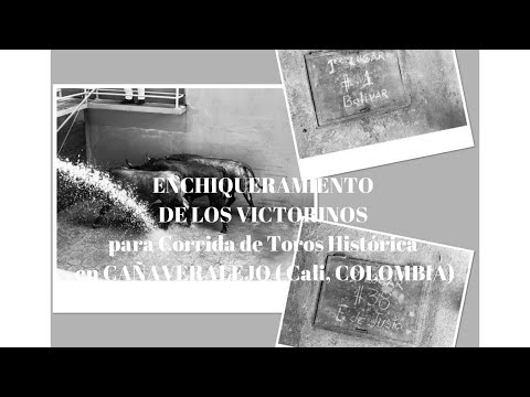 🛑ENCHIQUERAMIENTO de CORRIDA DE TOROS VICTORINOS Histórica en Cañaveralejo (Cali,COLOMBIA)