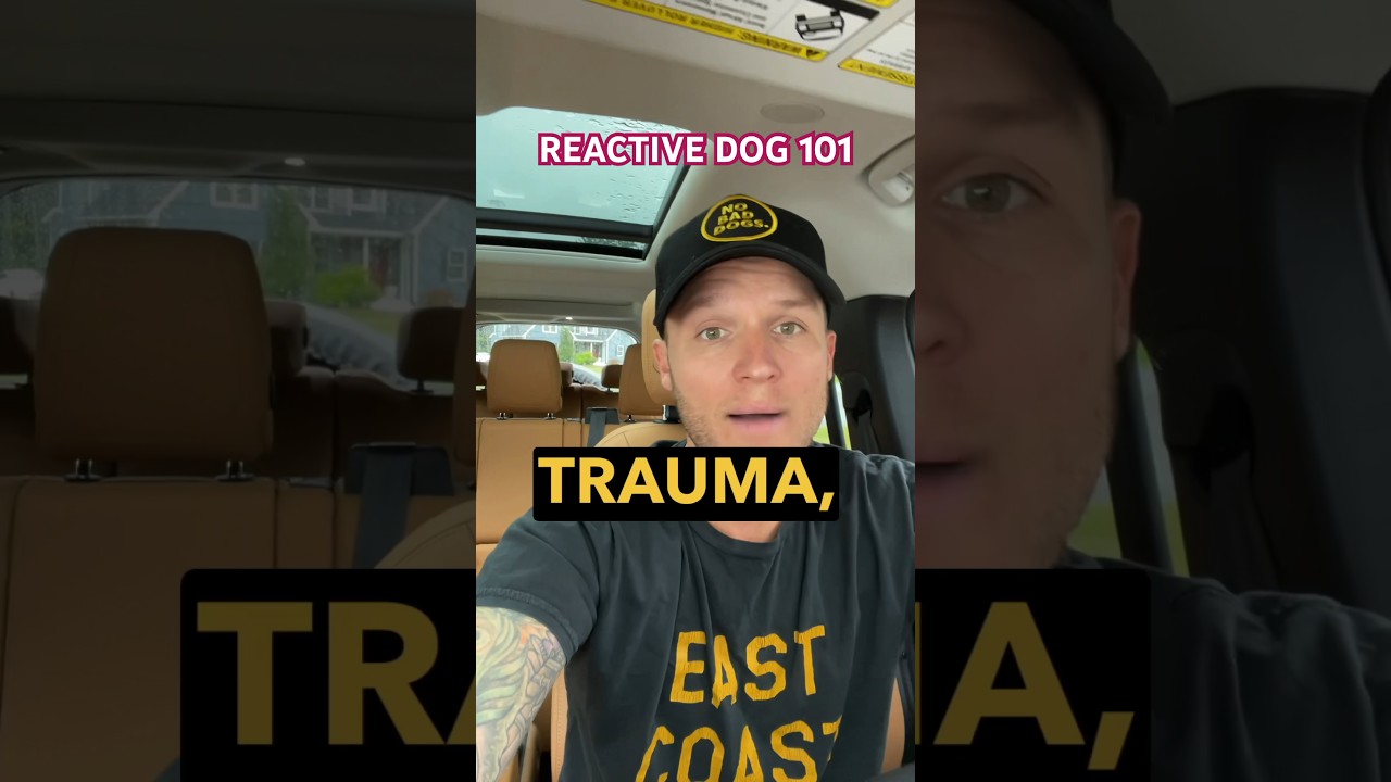 A Reactive dog anthem. #reactivedog