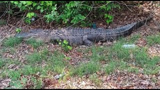 Alligators living in Tennessee