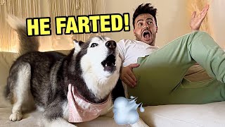 Farting On My Husky to See Her Reaction (SHE FREAKS OUT!)