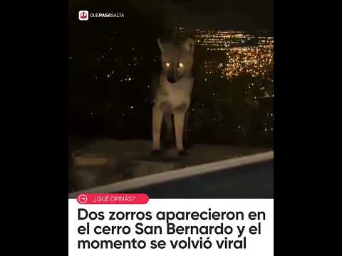 🦊🌄 ¡DOS ZORROS SORPRENDIERON A TODOS EN EL CERRO SAN BERNARDO! | #QUEPASASALTA