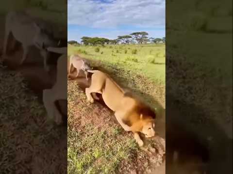warthog vs lions 🦁😆 Funny Moments 😑😬