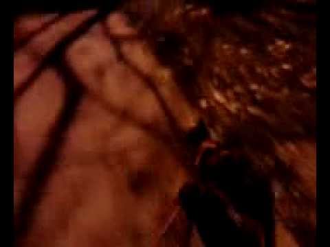 Cutey kitty Leena walking on a leash