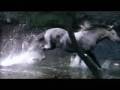 The Silver Battle