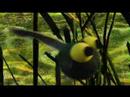 Barenaked Ladies - Pollywog In A Bog (Extended Version) - Barenaked Ladies (official) Barenaked Ladies - Pollywog In A Bog (Extended Version)