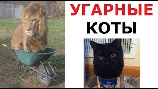 Угарные коты в коробках. Зачем они там сидят?