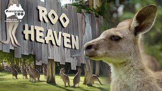 Steve Irwin Built This Habitat 20 Years Ago
