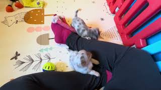 Video preview image #7 Chihuahua Puppy For Sale in CHARLESTON, AR, USA