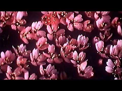 BERITH, SHAO KANE & JEHU - K2 [Lyric Video]