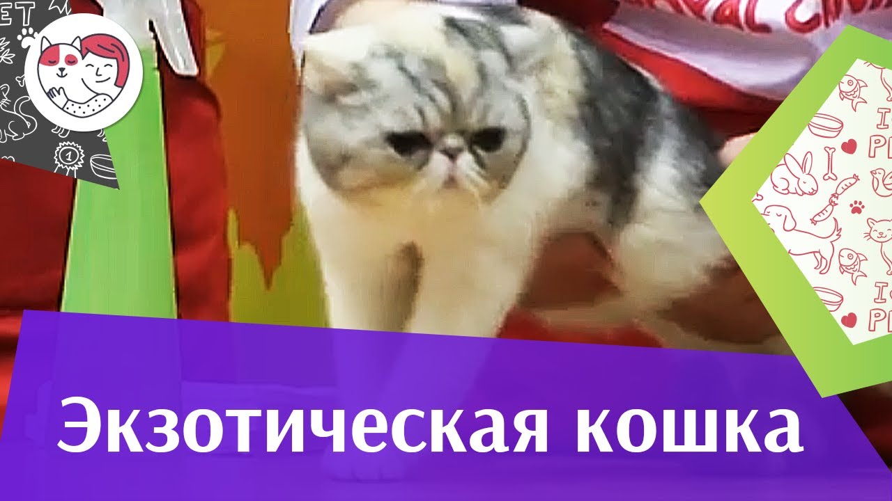 Экзоты Здоровье на ilikepet