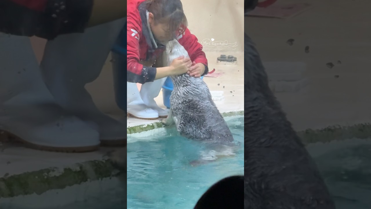 キラちゃんを待つ間､お姉さんと仲良しするメイちゃん #鳥羽水族館 #ラッコ #seaotter