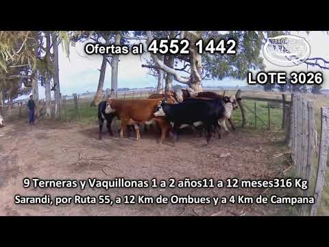 Lote 9 Vaquillonas 1 a 2 años 5 HE/ RA - 2 HE/ AA - 1 AA - 1 HE 316 Kgkg -  en Sarandi, por Ruta 55, a 12 Km de Ombues y a 4 Km de Campana