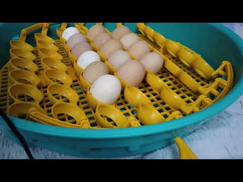 , title : 'Am pus ouăle la incubator - câteva sfaturi pentru voi'