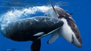 Killer Whale Vs Great White (Full Nature) - Wildlife Documentary | Orca Kills Shark