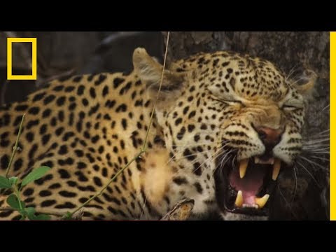 Les léopards s'accouplent 250 fois en 48h