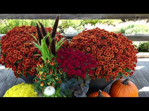 Ball Mums - Fall Offerings thumbnail