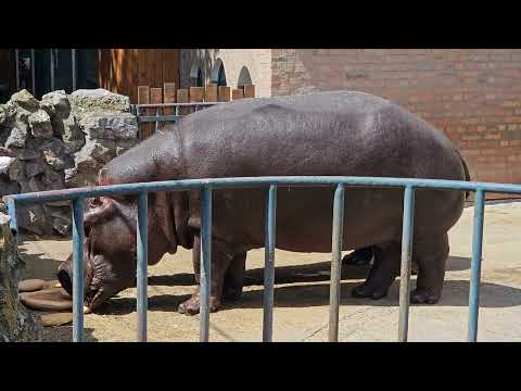 Belgrade Zoo, filmed with Samsung Galaxy S23 in 4k (video test)