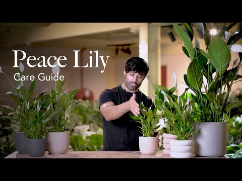 Peace Lily Care Guide - Picking, Placing, and Parenting Your Plant