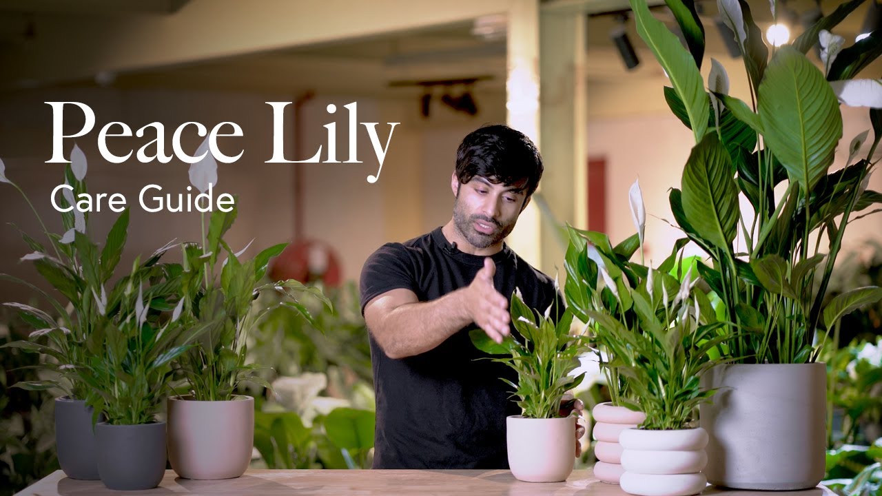 Peace Lily Care Guide - Picking, Placing, and Parenting Your Plant