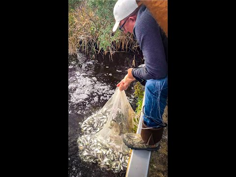 Most Fish Ever Caught in a CastNet!!! #Shorts