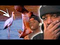 ANIMALS WITH THE WORST LUCK SINCE CHILDHOOD (Casual Geographic Reaction)