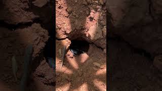 Download lagu Giant Scorpions Emerging from an Underground Burrow #wildlife mp3 Download lagu Giant Scorpions Emerging from an Underground Burrow #wildlife mp3