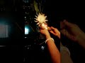 Aarti Of Brahma Kamal Flower Shorts