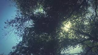 Color song - Maggie Rogers - fan video 😇👾